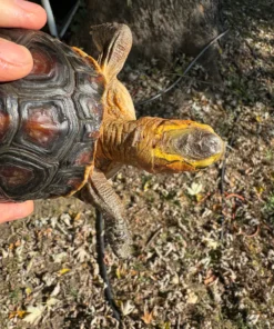 Chinese Box Turtles for sale