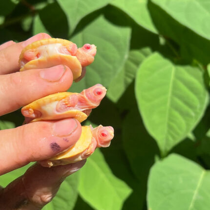 Baby Snow Red Eared Slider Turtle (Trachemys elegans)