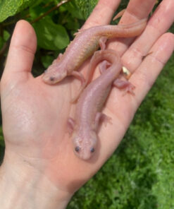 Leucistic Spanish Ribbed Newt Adults (Pleurodeles waltl)