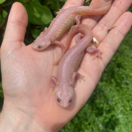 Leucistic Spanish Ribbed Newt Adults (Pleurodeles waltl)