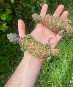 IMG 5508 1024x 247x296