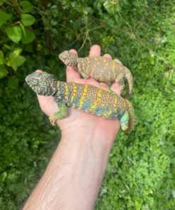 IMG 5509 1024x 247x296