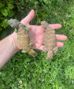 IMG 5510 1024x 247x296