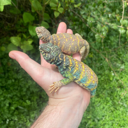 Ornate Uromastyx Subadult Pair (Uromastyx ornata)