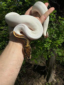 Hi White Pied Yellow Belly Ball Python Adult Female #2 (Python regius)