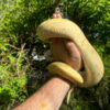 Banana Ball Python Adult Female #1 (Python regius)
