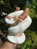 Hi White Pied Yellow Belly Ball Python Adult Female #1 (Python regius)