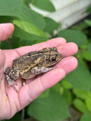 Gulf Coast Toads (Incilius valliceps)