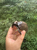 Aldabra Tortoise USA CB 2025 #1 (Aldabrachelys gigantea)