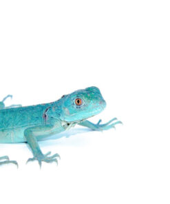 Axanthic Blue Iguanas (Iguana iguana)