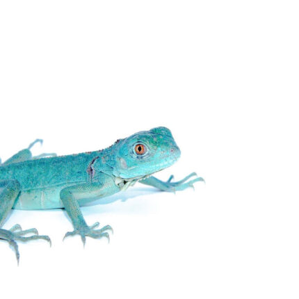 Axanthic Blue Iguanas (Iguana iguana)