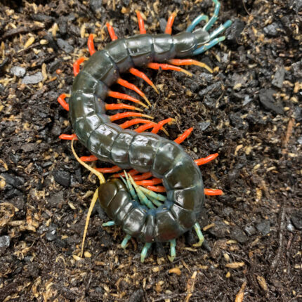 Malaysian Jewelled Centipede (Scelopendra subspinipes spp.)