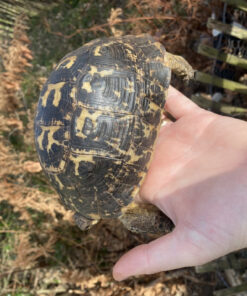 Black Libyan Greek Tortoise Adult Female (TESTUDO GRACEA CYRENAICA)