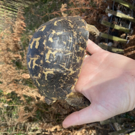 Black Libyan Greek Tortoise Adult Female (TESTUDO GRACEA CYRENAICA)
