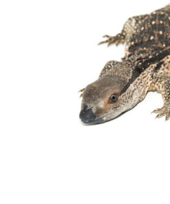 Fullsizeoutput 106 1024x 247x296