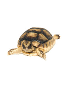 Marginated Tortoise (Testudo marginata)
