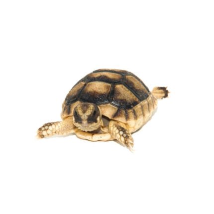 Marginated Tortoise (Testudo marginata)