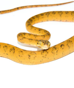 Amazon Tree Boa Yellow Color Phase (Corallus hortulanus)