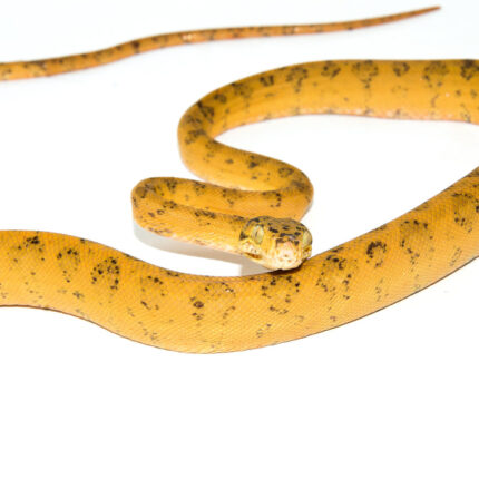 Amazon Tree Boa Yellow Color Phase (Corallus hortulanus)