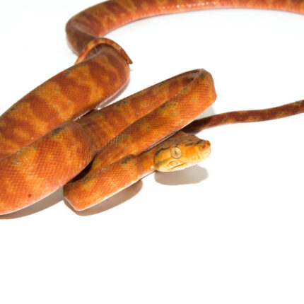 Amazon Tree Boa Red Phase (Corallus hortulanus)