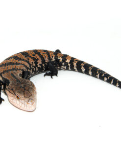 Fullsizeoutput 116 1024x 247x296