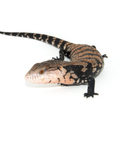 Fullsizeoutput 11c 1024x 247x296