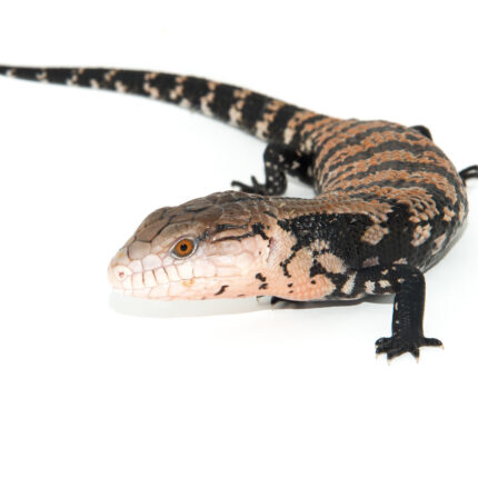 Blue Tongue Skink Babies (Tiliqua scincoides)