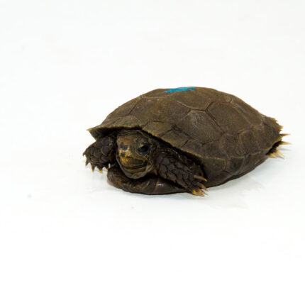 Burmese Brown Mountain Tortoise (Manouria emys)