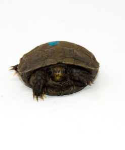 Fullsizeoutput 199 2 1024x 247x296