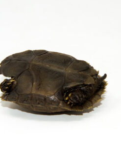 Fullsizeoutput 19a 2 1024x 247x296