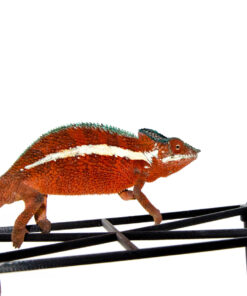 Ankaramy Panther Chameleon Male (Furcifer pardalis)