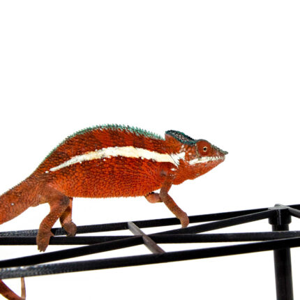 Ankaramy Panther Chameleon Male (Furcifer pardalis)
