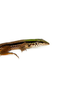 Fullsizeoutput 1a6 1024x 247x296