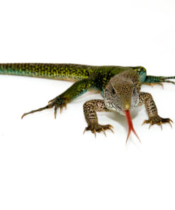 Fullsizeoutput 1a7 2 1024x 247x296