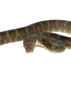 Fullsizeoutput 1a 1024x 247x296