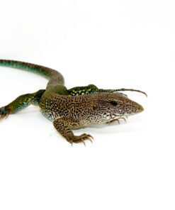 Green Ameiva (Ameiva ameiva)