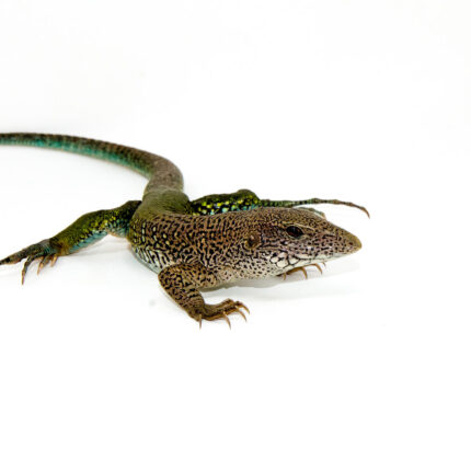 Green Ameiva (Ameiva ameiva)