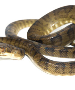 Halmahera Python (Simalia tracyae)