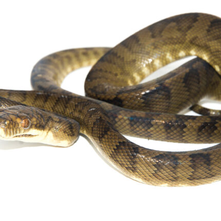 Halmahera Python (Simalia tracyae)