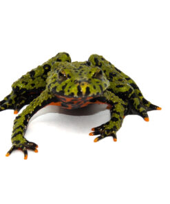 Fire Bellied Toad (Bombina orientalis)