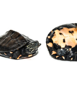 Kwangtung River Turtle Baby (Mauremys nigricans)