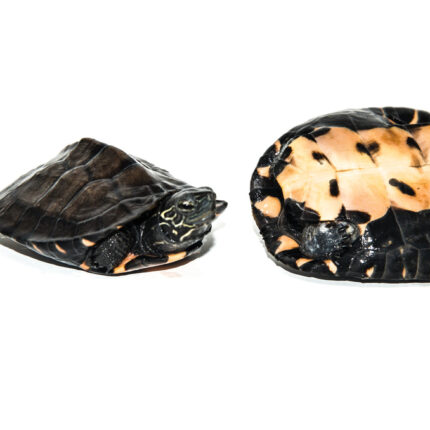 Kwangtung River Turtle Baby (Mauremys nigricans)