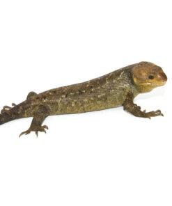 Fullsizeoutput 6d 1024x 247x296