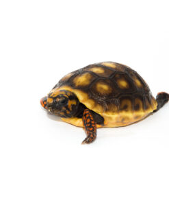 Red Foot Tortoise Baby (Chelonoidis carbonaria)