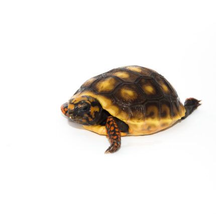 Red Foot Tortoise Baby (Chelonoidis carbonaria)