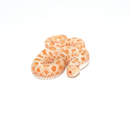 Albino Hognose Snake (Heterodon nasicus)