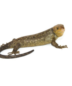 Fullsizeoutput B0 1024x 247x296