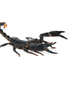 Fullsizeoutput B3 1024x 247x296