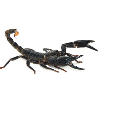 Fullsizeoutput B3 6397e193 E55d 4f30 8a9d Eabf42b522c9 1024x 430x430