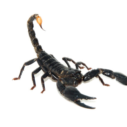 Malaysian Giant Blue Scorpion (Heterometrus spinifer)